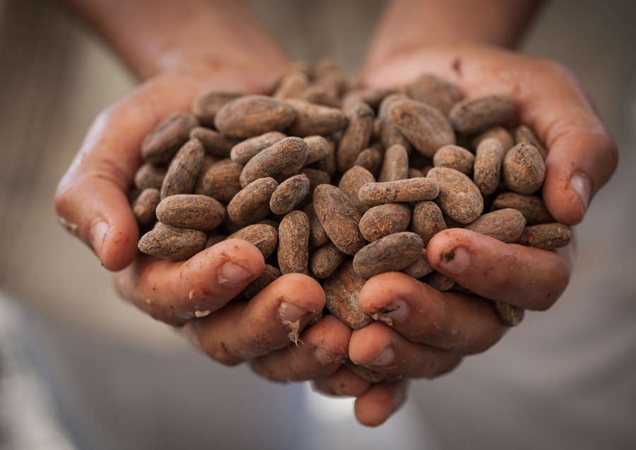 Kakaobohnen(c)Fairtrade Intl.Hawkey