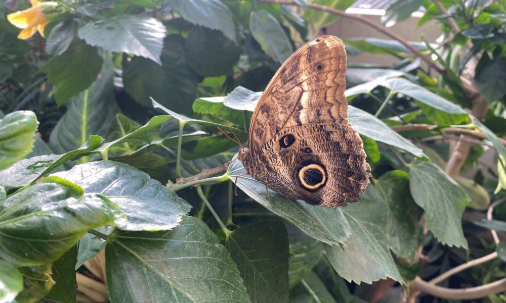 Butterfly in Vienna